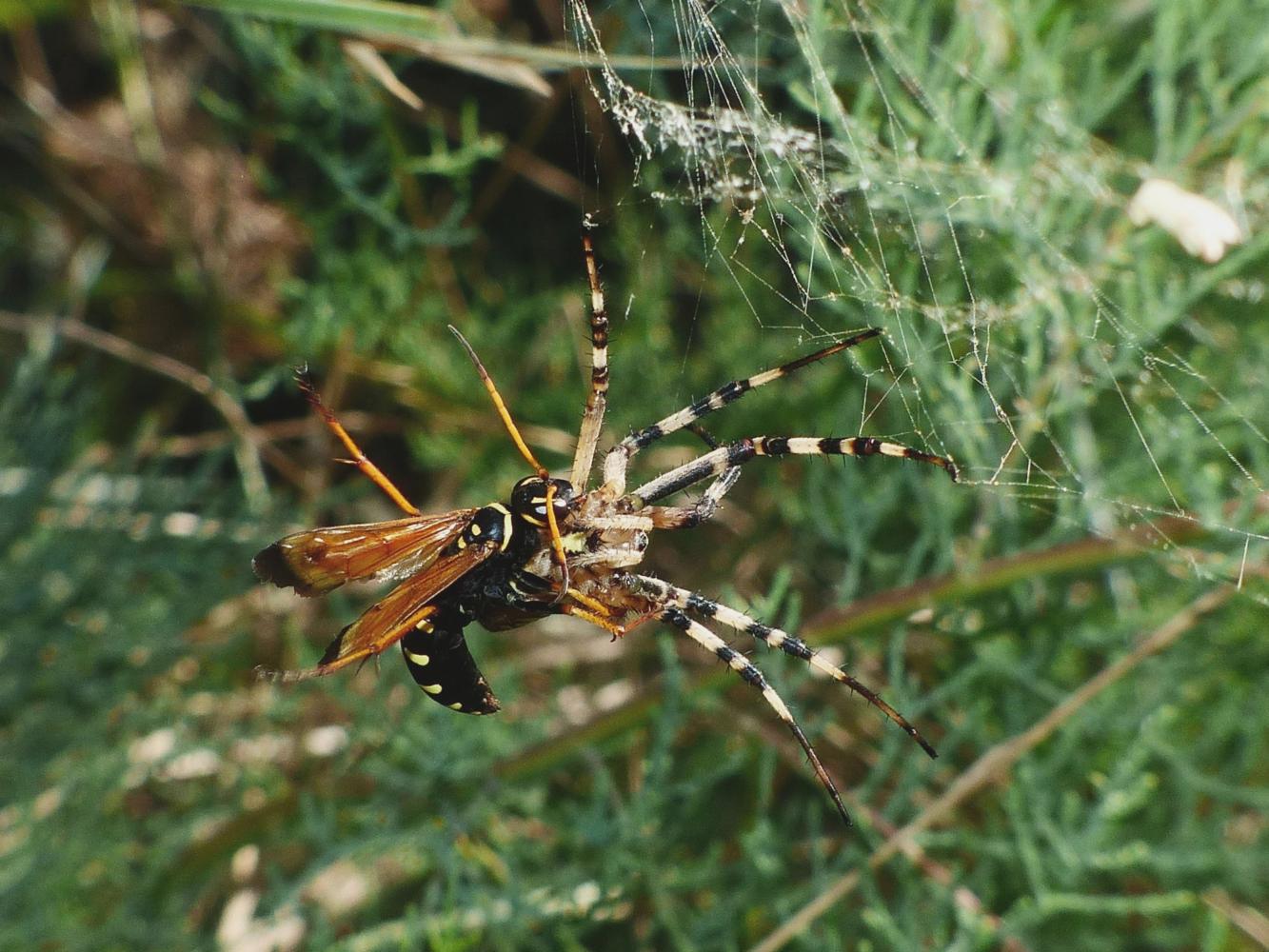 Araneidae - Argiope lobata